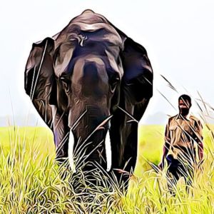 Into the Wild Assam Banner Image